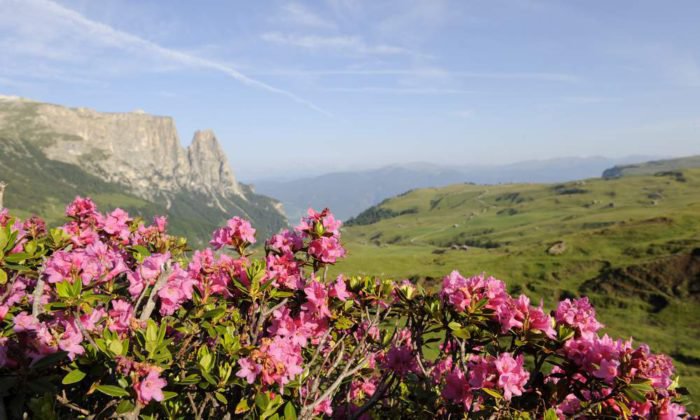 Wanderurlaub in den Dolomiten für Genießer, Geologen und Gratwanderer